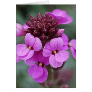 purple bud