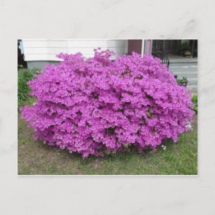 Purple Bush Postcard