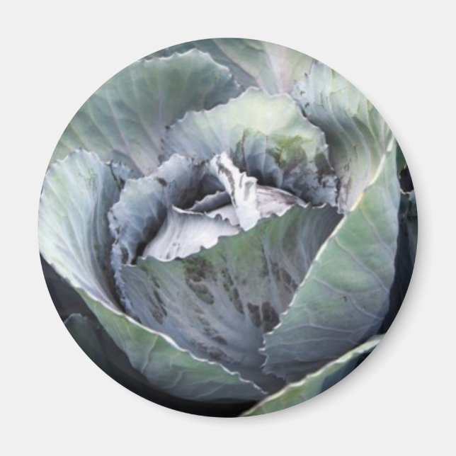 purple cabbage magnet (Front)