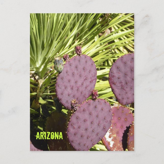 Purple cactus Arizona postcard (Front)
