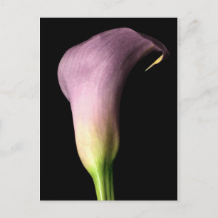 Purple Calla Lily Postcard