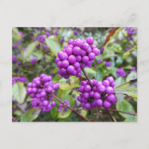 Purple Callicarpa DIY Postcard