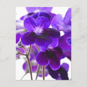 Purple Cape Primrose Flowers Postcard 