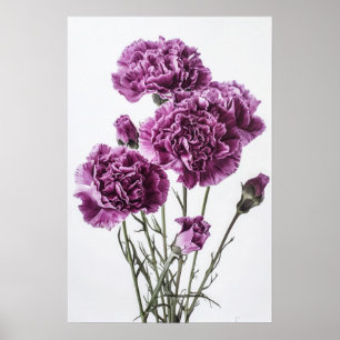 Purple Carnations Flower Art Print Poster
