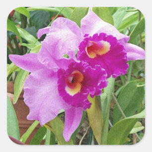 Purple Cattleya Orchids Square Sticker