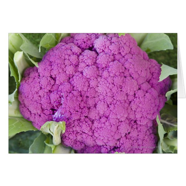 Purple cauliflower for sale (Front Horizontal)