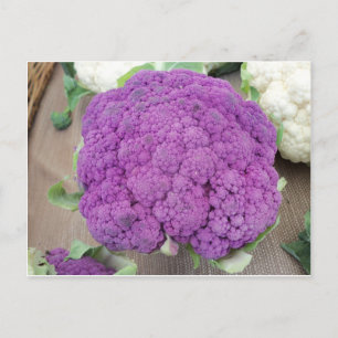 Purple Cauliflower. Photo by Frederick Meekins Postcard