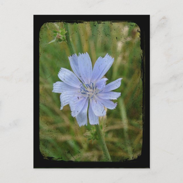 Purple Chickory TTV Postcard (Front)