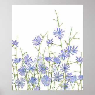 purple chicory watercolor  poster