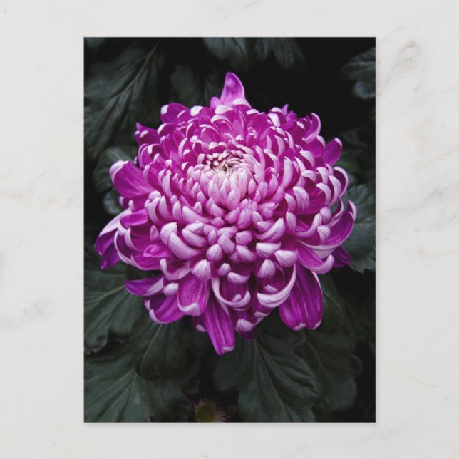 Purple Chrysanthemum Postcard (Front)