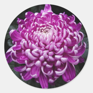 Purple Chrysanthemum Round Stickers