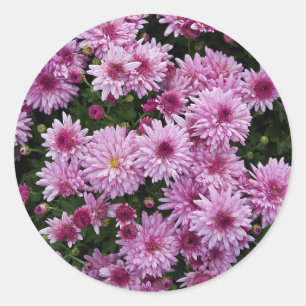 Purple Chrysanthemum X Morifolium Flowers Classic Round Sticker