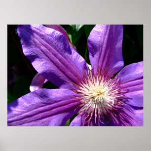 Purple Clematis Black edge Poster