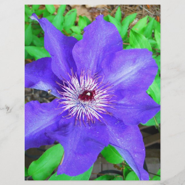 Purple Clematis Flower (Front)