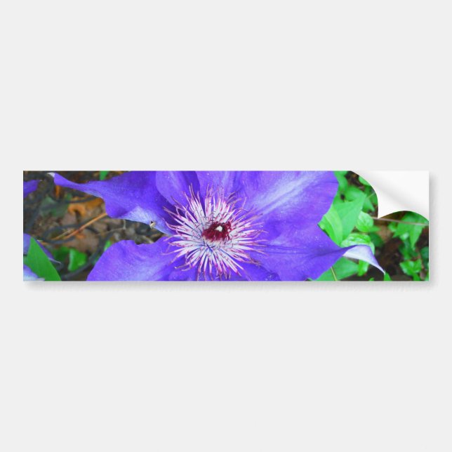 Purple Clematis Flower Bumper Sticker (Front)