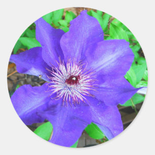 Purple Clematis Flower Classic Round Sticker