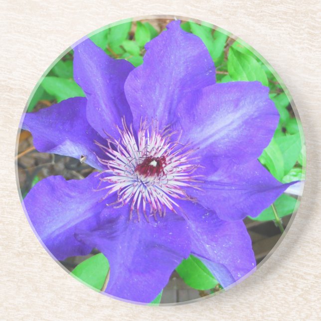 Purple Clematis Flower Coaster (Front)