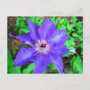 Purple Clematis Flower Postcard