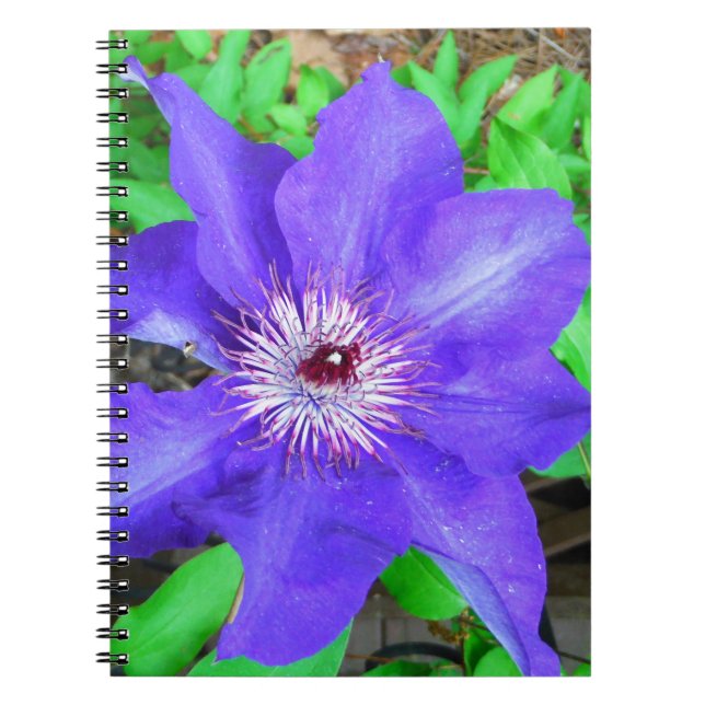 Purple Clematis Flower Spiral Notebook (Front)