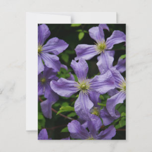 Purple Clematis Flowers Postcard