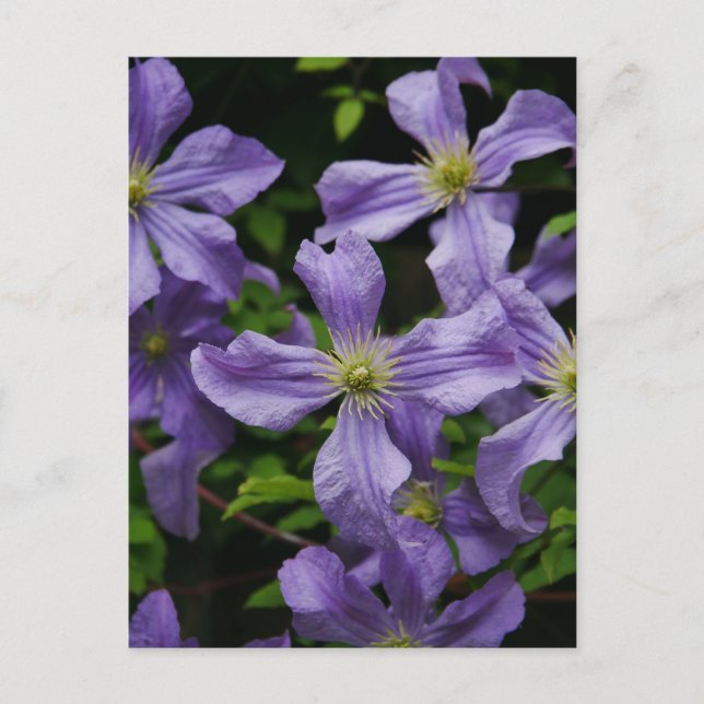 Purple Clematis Flowers Postcard (Front)