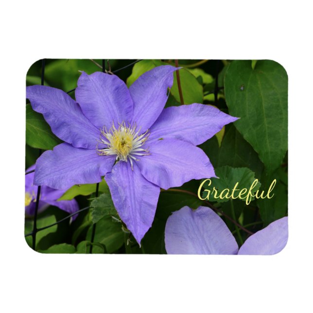 Purple Clematis Gratitude Magnet (Horizontal)