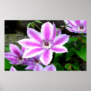 Purple Clematis Photograph Poster/ Print