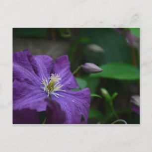 Purple Clematis Postcard