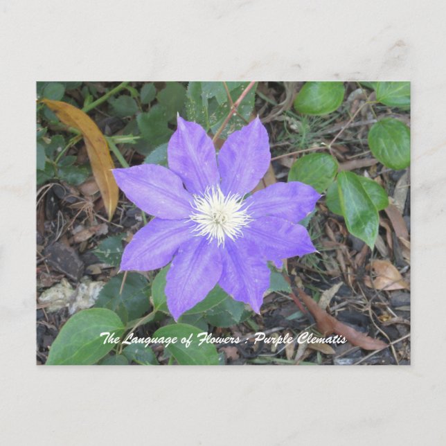 Purple Clematis Postcard (Front)
