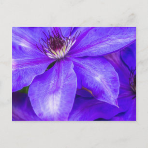 Purple Clematis Postcard