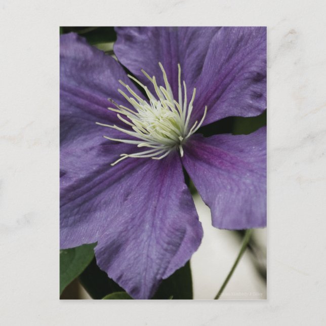 Purple Clematis Postcard (Front)