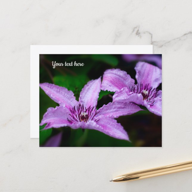 Purple Clematis Postcard (Front/Back In Situ)