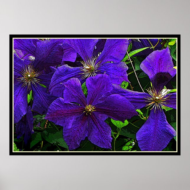 Purple Clematis Poster (Front)