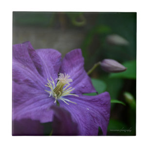 Purple Clematis Tile