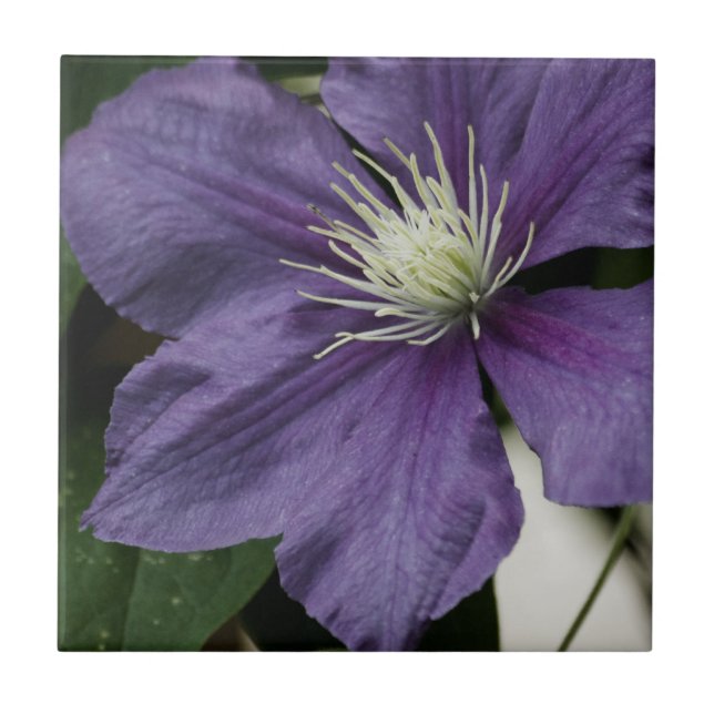 Purple Clematis Tile (Front)