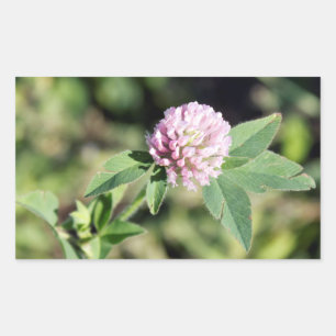 Purple Clover Wildflower Photo Rectangular Sticker