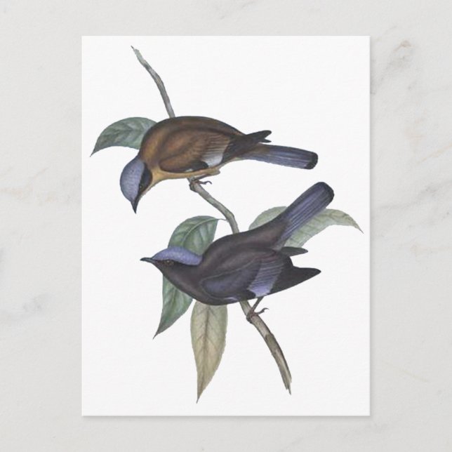 Purple Cochoa Postcard (Front)