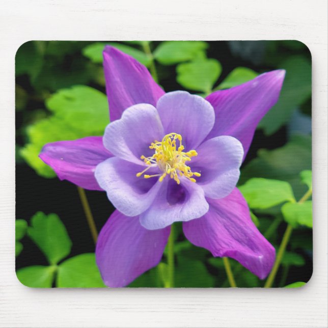 Purple Columbine Flower Mouse Pad (Front)