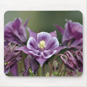 Purple columbine flower mouse pad