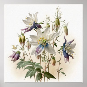 Purple Columbine Flowers Art Print Poster