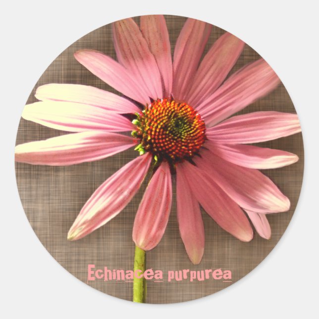 Purple Cone Flower Echinacea purpurea Classic Round Sticker (Front)