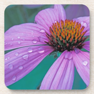 Purple Cone flower with water drops Coaster