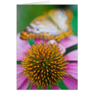 Purple Coneflower