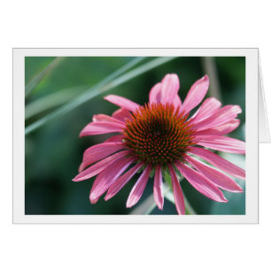 Purple Coneflower Card