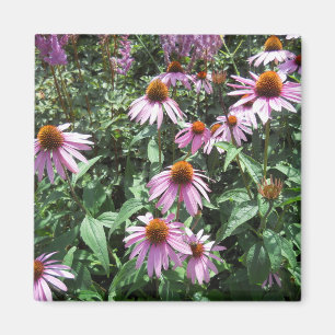 Purple Coneflower Magnet