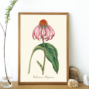 Purple Coneflower Nature Poster