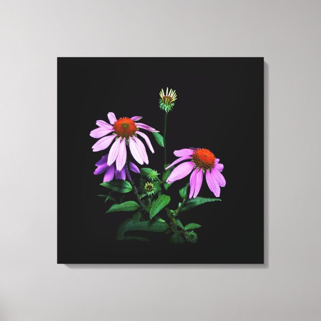 Purple Coneflower On Black Canvas Print (Front)