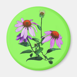 Purple Coneflower On Green Magnet