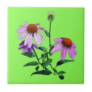 Purple Coneflower On Green Tile