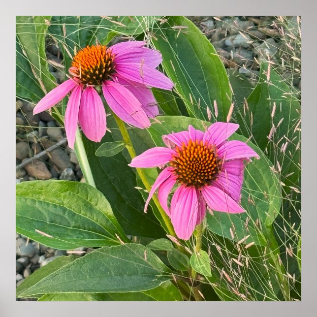 Purple Coneflower Photo Poster (Front)